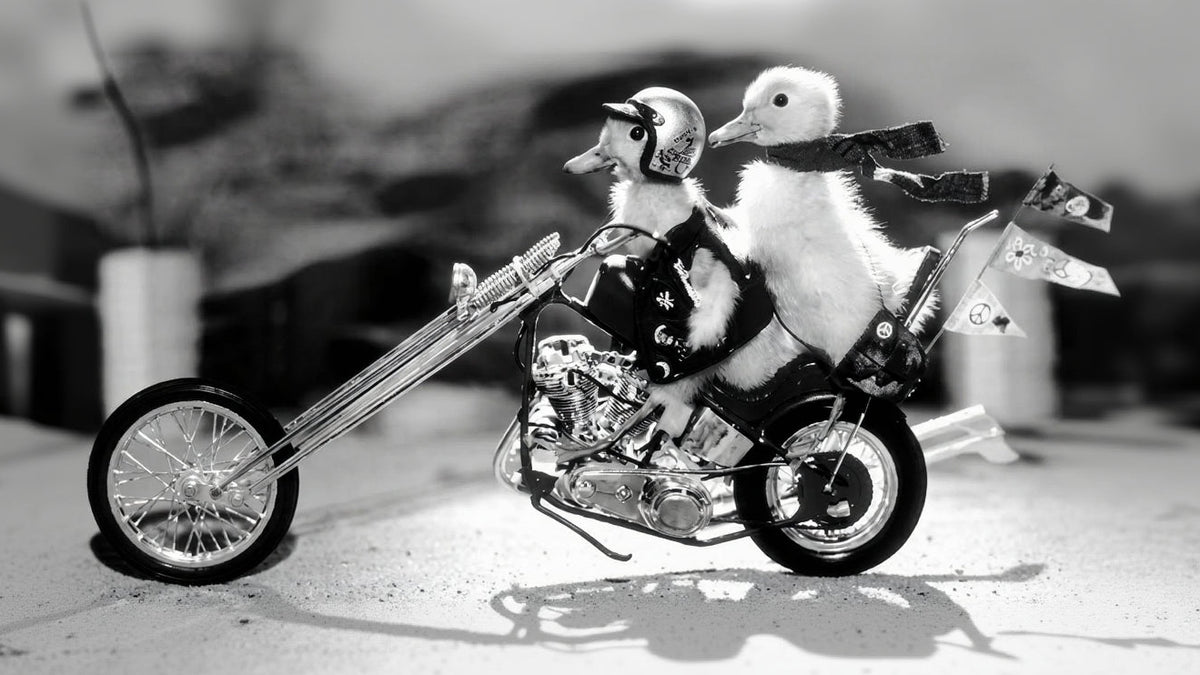 Gros plan sur une photographie noir et blanc miniature de deux canetons rebelles montant une moto chopper détaillée. Le caneton pilote porte un casque argenté et une veste de biker. Le caneton passager, portant une écharpe, s'appuie contre un sissy bar avec un drapeau orné de symboles de paix. Style diorama photographique.